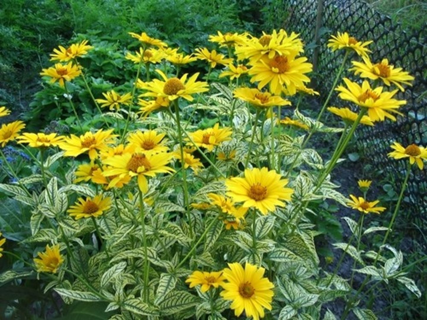 <p>Herbaceous perennial leaves are rough, oppositely arranged, triangular in shape, and have toothed margins. Flowers are yellow</p>