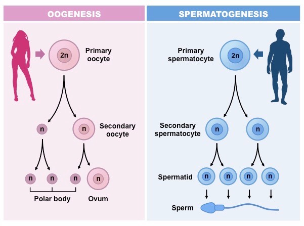 <ul><li><p>a diploid oocyte → 3 polar bodies +  1 ovum</p></li></ul><p></p>