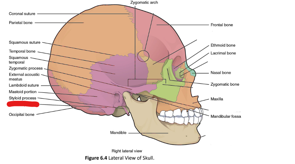 term image