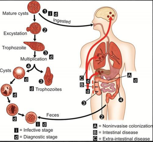 knowt flashcard image