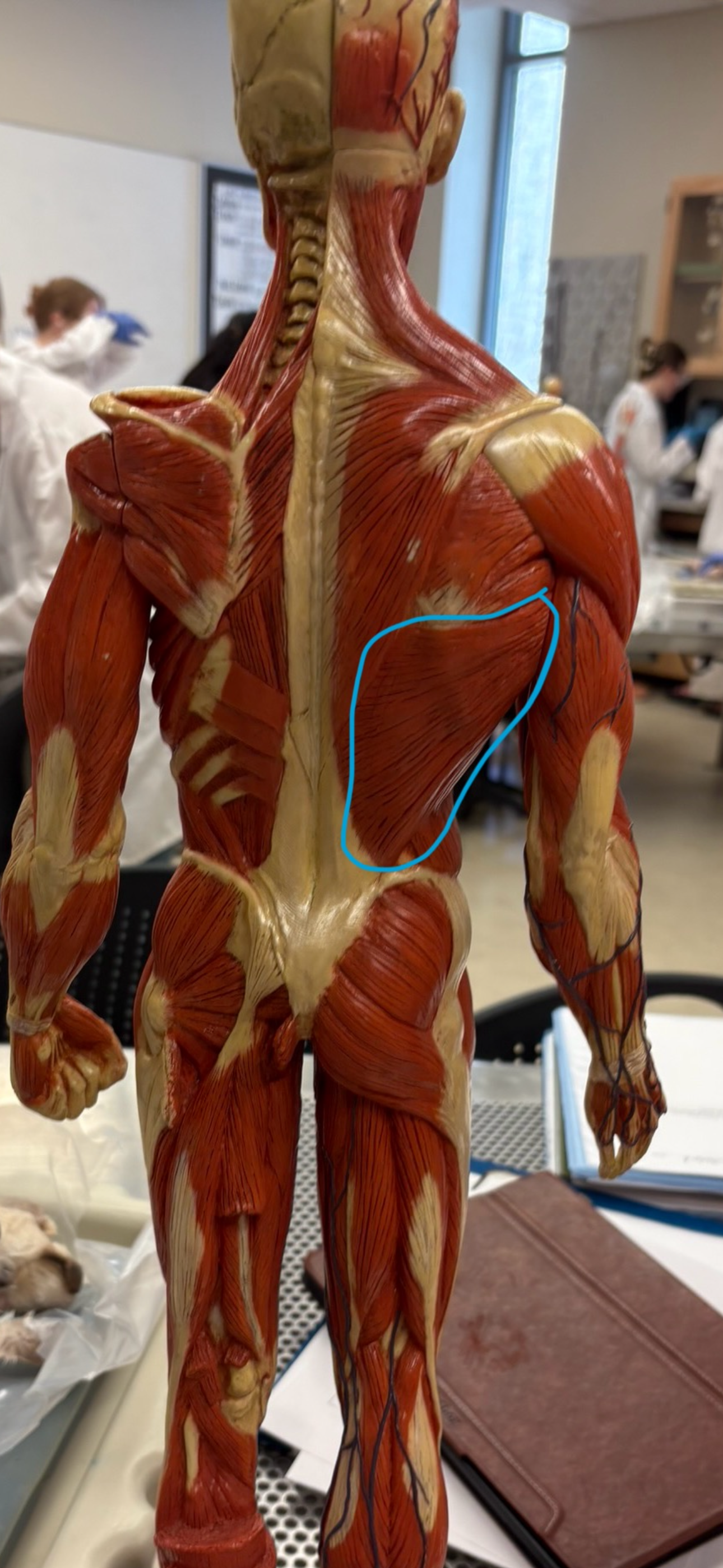 knowt flashcard image