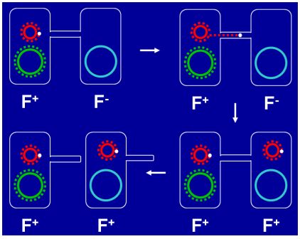 <p>A bacterial cell that contains the F plasmid and can act as a donor during conjugation</p>