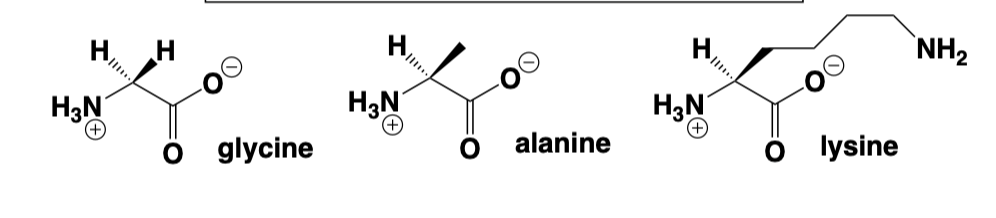 <p>Carbon bonded to NH2, a COOH, and an R group.</p>