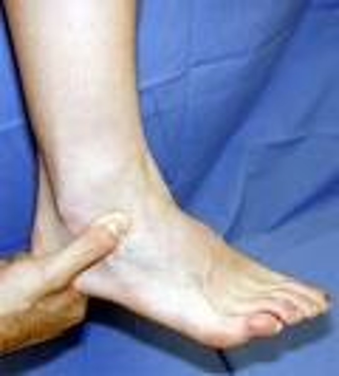 <p>ankle</p>