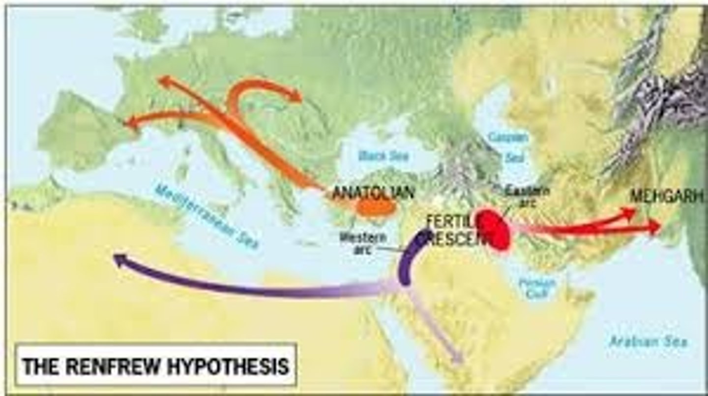 <p>developed hypothesis where in he proposed that three areas in and near the first agricultural hearth, the Fertile Crescent, gave rise to 3 language families:Europe's indo-European lang. North African and Arabian languages and the languages in present-day Iran, Afghanistan, Pakistan and India.</p>