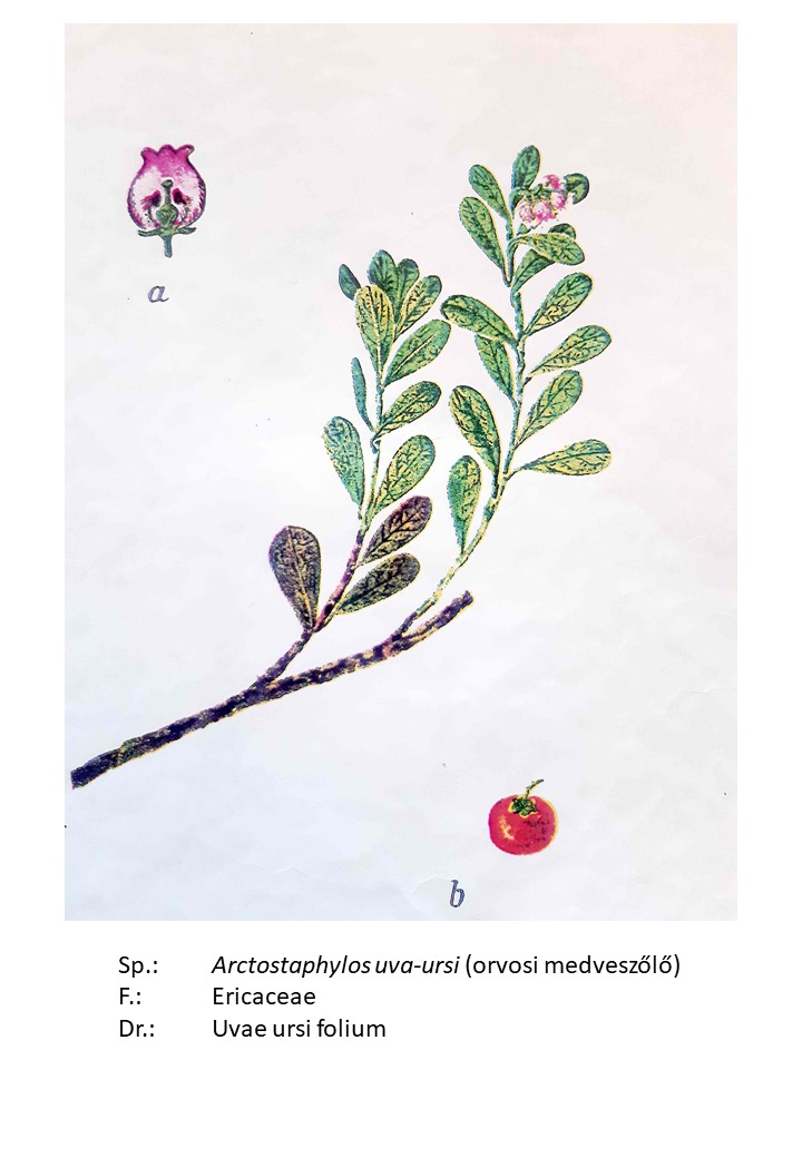 <p>orvosi medveszőlő</p>
