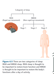 <ul><li><p>REM (rapid eye movement) sleep</p></li><li><p>NREM (non-rapid eye movement) sleep</p></li></ul><p></p>