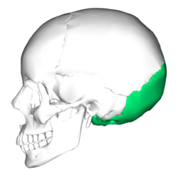 <p>A saucer-shaped membrane bone that forms the back of the skull</p>