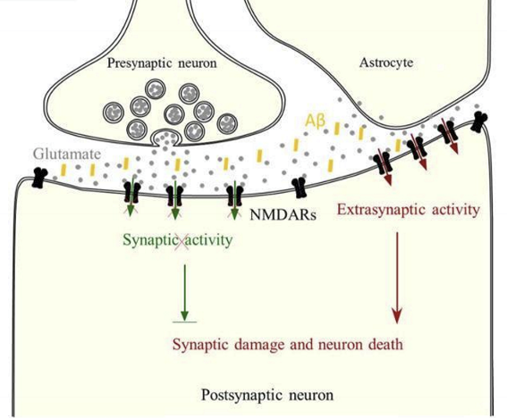 <p>Excess glutamate causes overstimulation of NMDA receptors, reducing synaptic NMDA receptor activity and activating extrasynaptic NMDA receptors, which promotes neuronal apoptosis.</p>