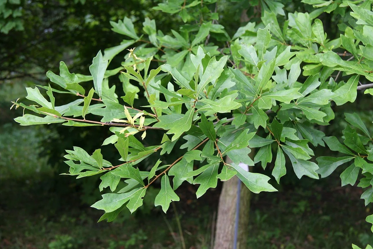 Fagaceae

Quercus nigra 