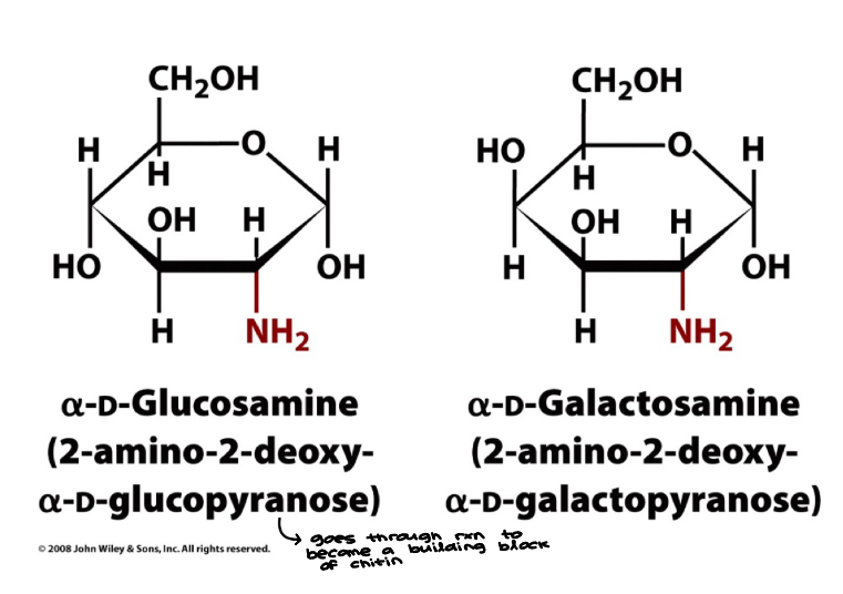 <ul><li><p>Important constituent of glycoproteins and glycolipids&nbsp;</p><ul><li><p>Proteins and lipids with covalently attached carbohydrates&nbsp;</p></li></ul></li></ul><p>Many possible functions:&nbsp;</p><ol><li><p>Enzymes&nbsp;</p></li><li><p>Transport proteins&nbsp;</p></li><li><p>Receptors&nbsp;</p></li><li><p>Hormones&nbsp;</p></li><li><p>Structural proteins&nbsp;</p></li></ol><p></p>