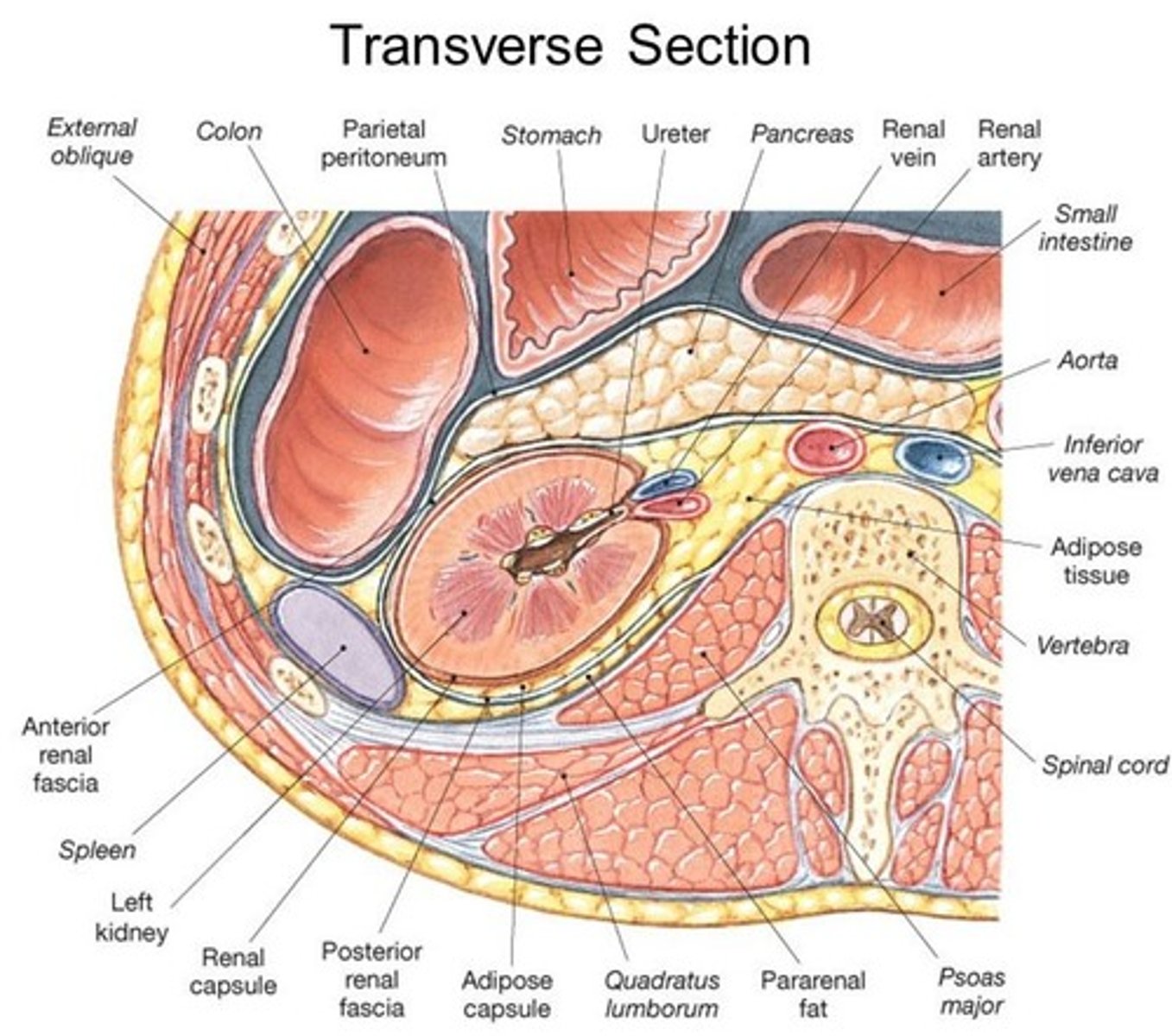 <p>(A) Retroperitoneum</p><p>The Pancreas sits in the Retroperitoneum (to the back and to the left, behind the parietal peritoneum).</p>