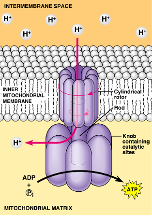 <ul><li><p><span>Chemiosmosis couples ETC to ATP synthesis&nbsp;</span></p><ul><li><p><span>Use of hydrogen gradient to transfer energy from redox reactions to cellular work (ATP synthesis)</span></p></li></ul></li></ul><p></p>