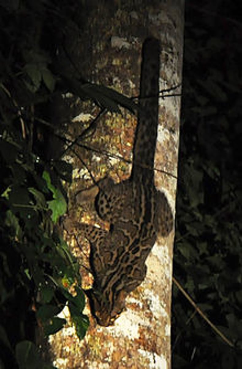 <p>nocturnal, small prey diet, arboreal</p>
