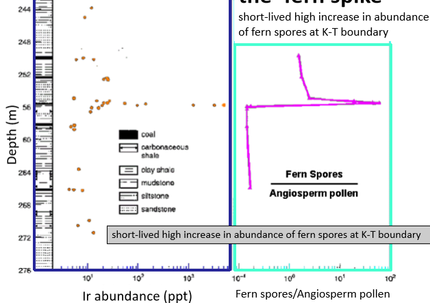 <p>short-lived high increase in abundance of fern spores at K-T boundary</p><p>ferns adapted to low-light conditions</p>