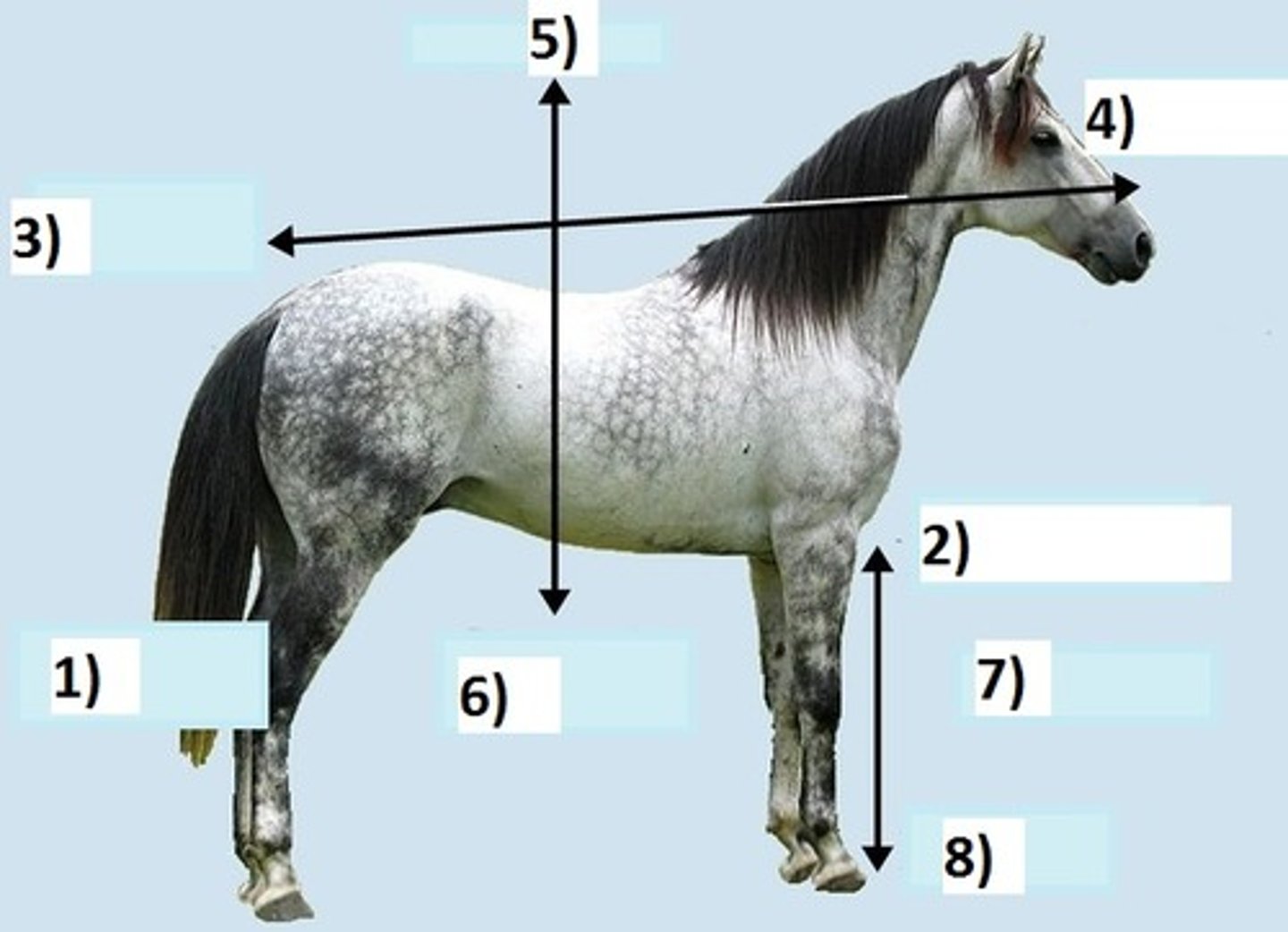 <p>Label the parts on the horse</p>