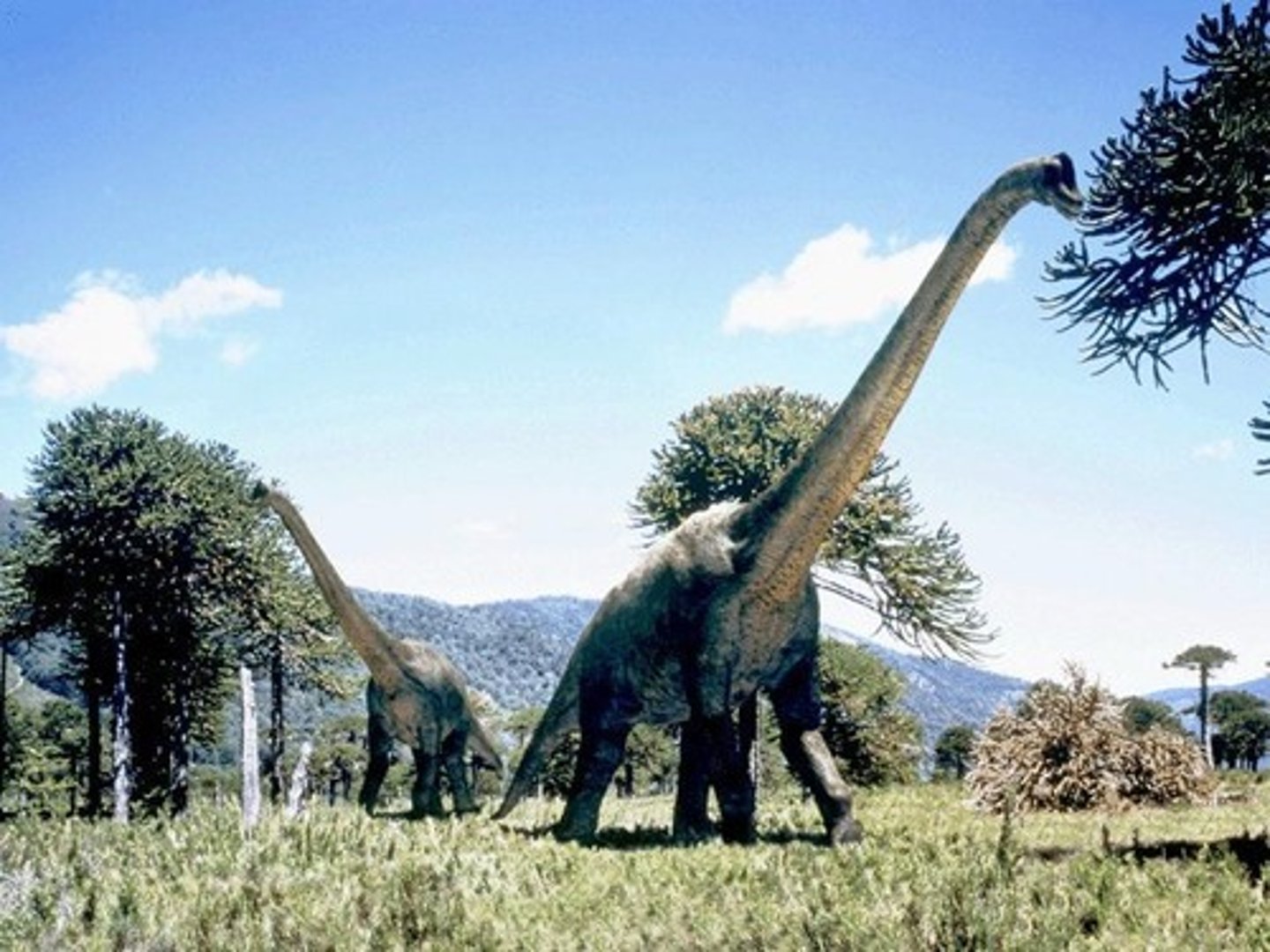 <p>These are huge, 4 legged, long necked/ long tailed, herbivores that thrived in the Jurassic</p><p>-Lizard hipped (Saurischian)</p>