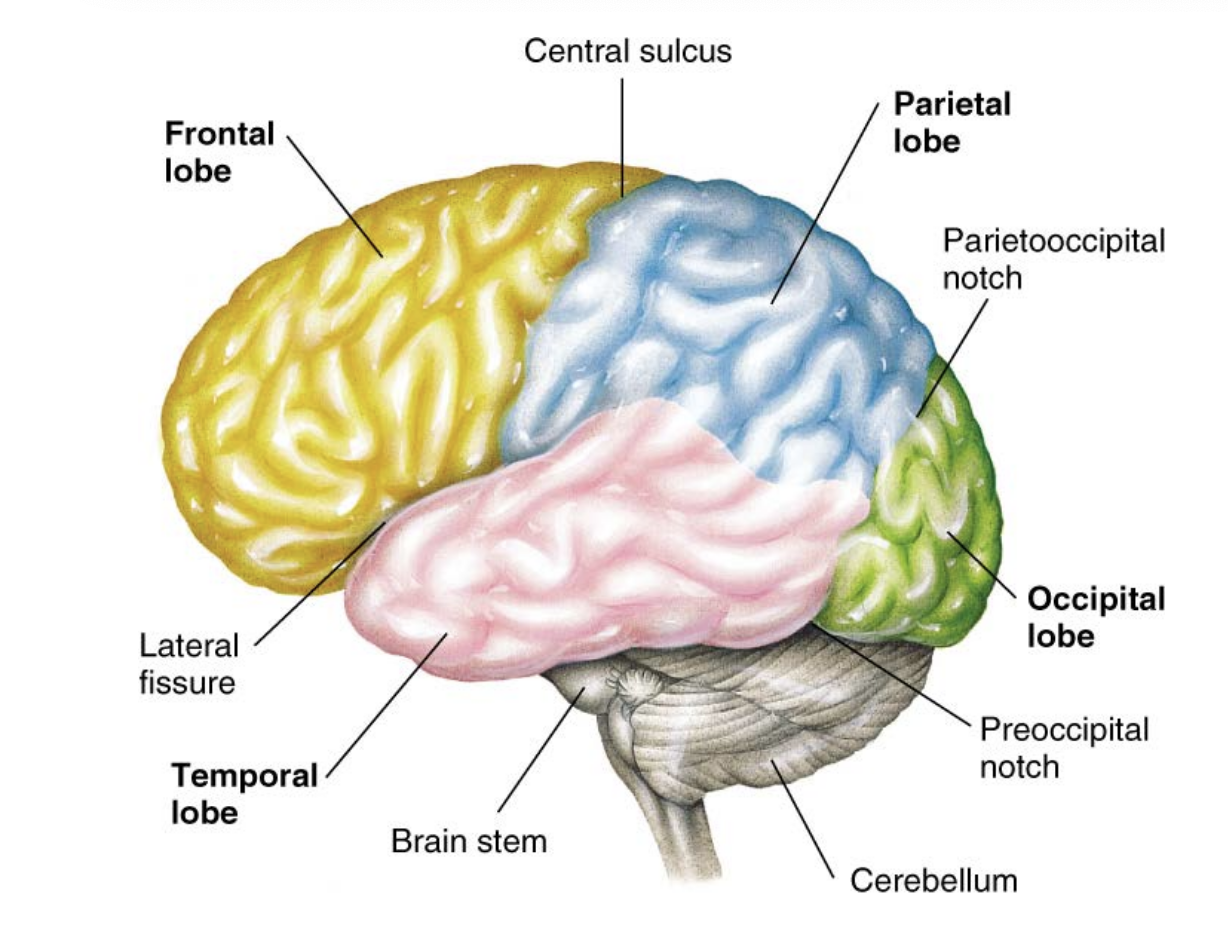 <p>• Each hemisphere is divided into four lobes:</p><p>     – Occipital lobes: house visual cortex</p><p>     – Temporal lobes: house auditory cortex</p><p>     – Parietal lobes: receive and process somatosensory input</p><p>     – Frontal lobes: voluntary motor activity, speaking, and elaboration of thought</p>
