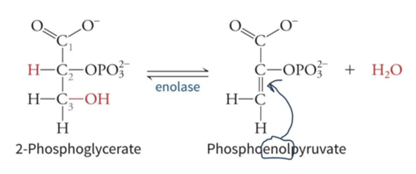 <p>dehydration, phosphoenolpyruvate</p>