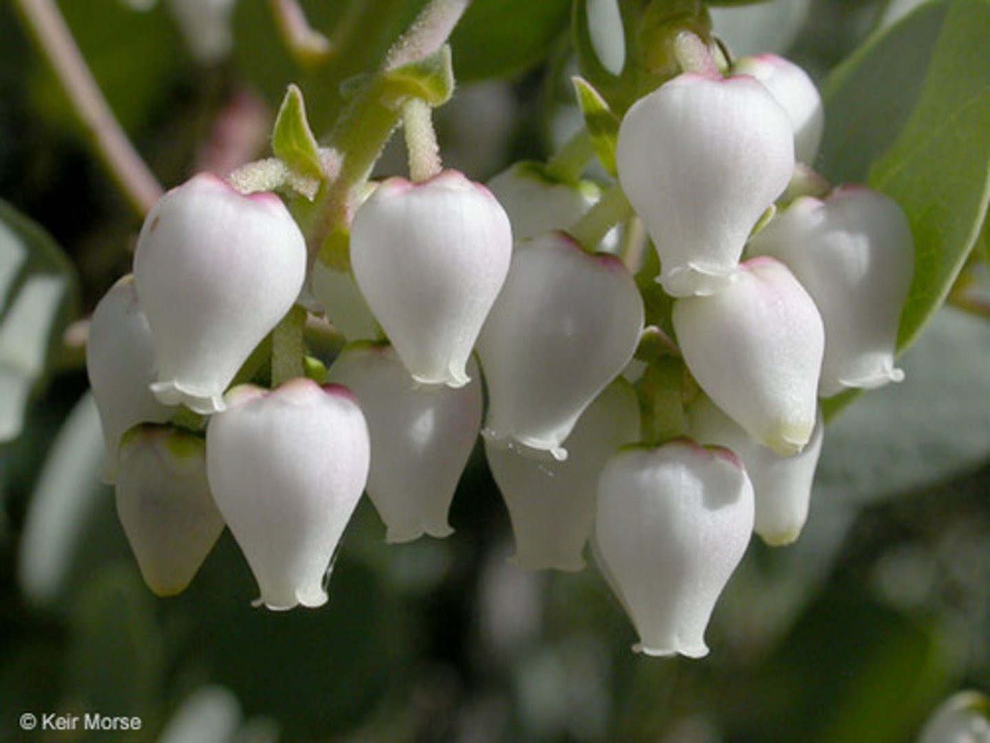 <p>what flower shape is this?</p>