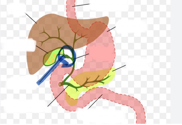 <p>Wat is hier aangeduid</p>