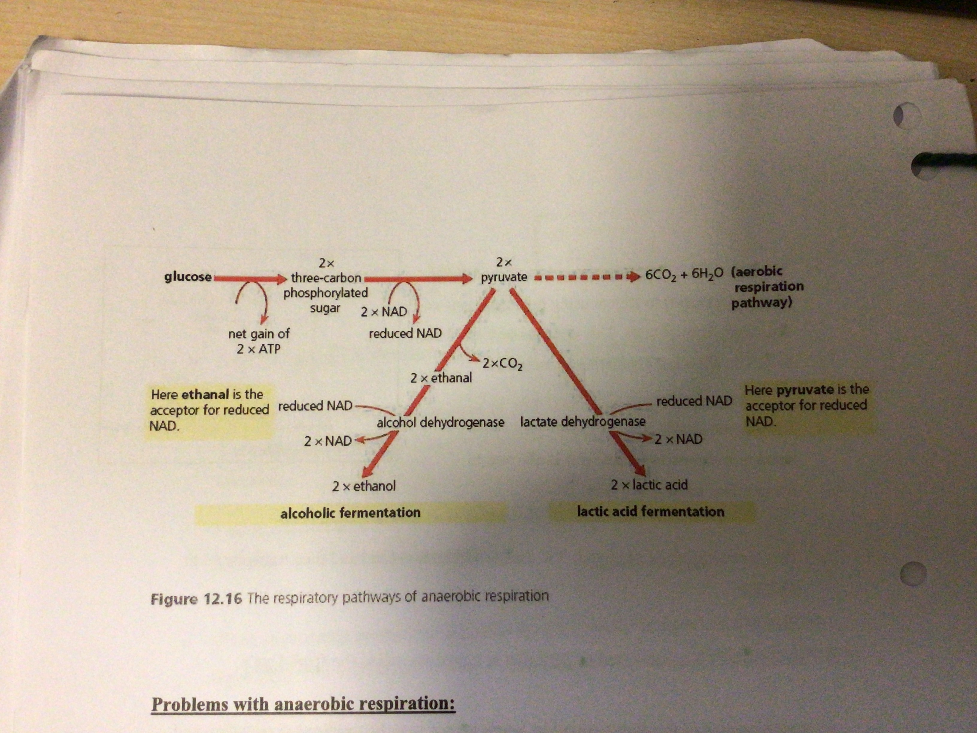 <ul><li><p>no decarboxylation/CO2 removed in animal cells</p></li><li><p>Different hydrogen acceptors. In animals, pyruvate is the hydrogen acceptor and in yeast cells, ethanal is the hydrogen acceptor</p></li><li><p>One is reversible, lactate can (later) be converted back to pyruvate. Whereas in yeast cells, ethanol cannot be converted back to pyruvate</p></li></ul>
