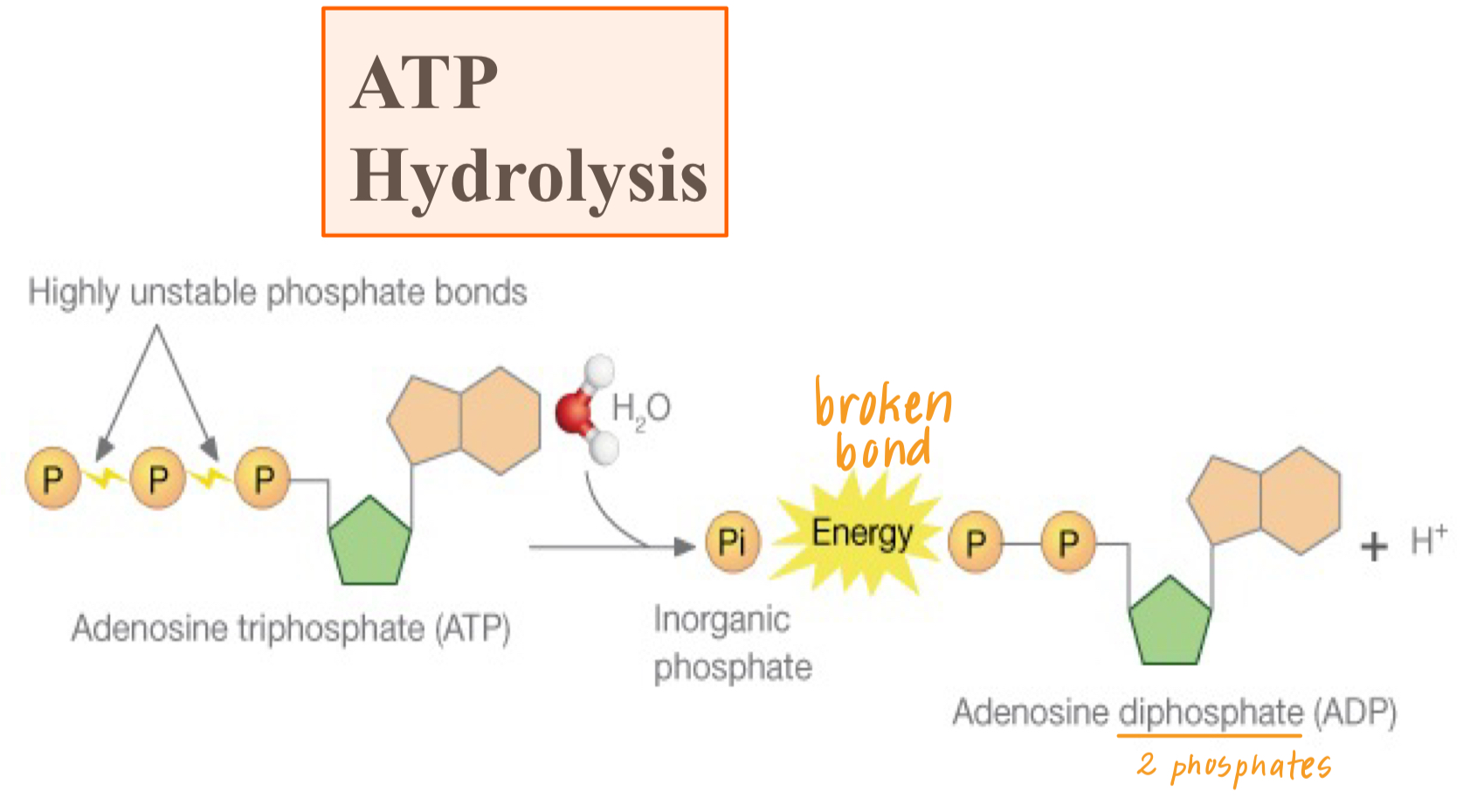 <ul><li><p>energy coupling: when energy released by an exergonic reaction is used to power/drive an endergonic reaction </p><ul><li><p>exergonic: releases energy (ATP)</p></li><li><p>endergonic: requires an input of ATP</p></li></ul></li></ul><ul><li><p>hydrolysis of ATP: when ATP is broken down into ADP and Pi by the addition of water which releases energy </p><ul><li><p>this energy drives non-spontaneous/endergonic reactions in a cell </p></li><li><p>i.e glycolysis:<span style="font-family: Google Sans, Roboto, arial, sans-serif"> free energy of ATP hydrolysis fuels glucose phosphorylation</span></p></li></ul></li></ul>