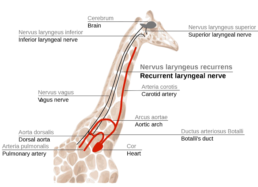 <p>The recurrent laryngeal nerve is a branch of the vagus nerve that innervates most of the laryngeal muscles, while the superior laryngeal nerve divides into the internal and external branches, supplying sensation and motor function respectively to the larynx. </p>