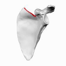 <p>name this bone or bone marking</p>