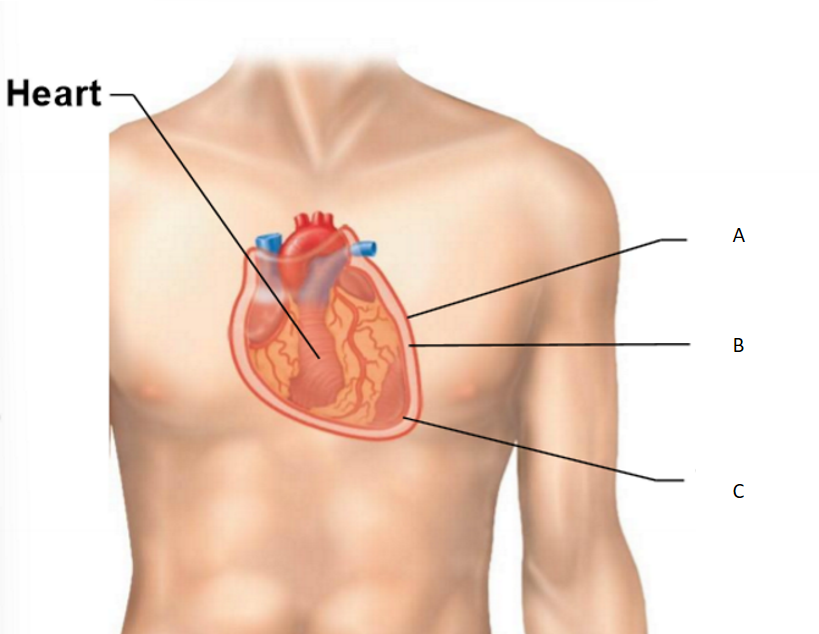 <p>Which letter corresponds to the parietal pericardium?</p>