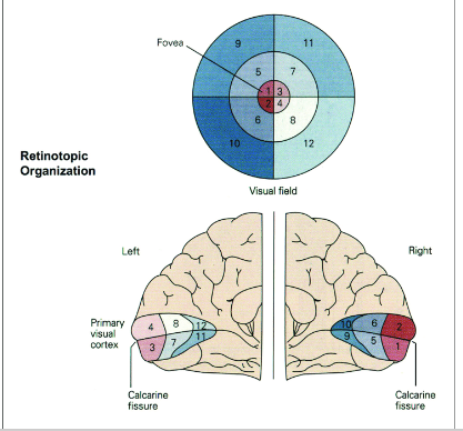 <p><span>Retinotopic organization</span></p>