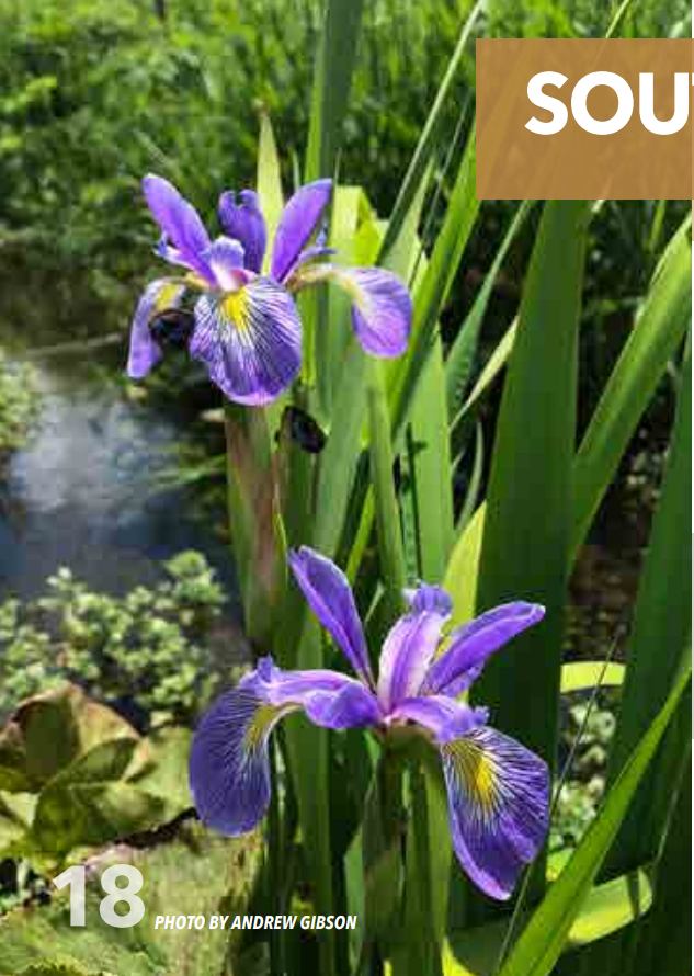 <p>Iris; Iridaceae</p>