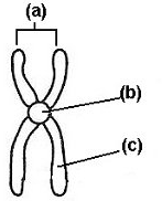 structure C is pointing to ONE __ ___ 