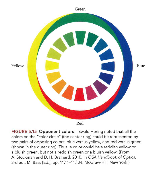 <ul><li><p>3 kegeltjes detecteren reeks golflengten</p></li><li><p>netvlies &amp; LGN bevatten cellen die 3 kegeltjessignalen omzetten in kegel-opponente verschilsignalen</p></li></ul><p>→ verdere verwerking van signalen: creëren van opponente kleuren</p><ul><li><p>transformaties zorgen voor productie van waargenomen kleuren → vinden plaats in visuele cortex </p><ul><li><p>niet duidelijk hoe</p></li></ul></li><li><p>‘blobs’ in V1:</p><ul><li><p>in die blobs: cellen niet geïnteresseerd in oriëntatie, wel in kleur</p><ul><li><p>blobs sturen output naar ‘thin stripe’ gebieden in V2 → van daaruit naar V4</p></li></ul></li></ul></li></ul><p></p>
