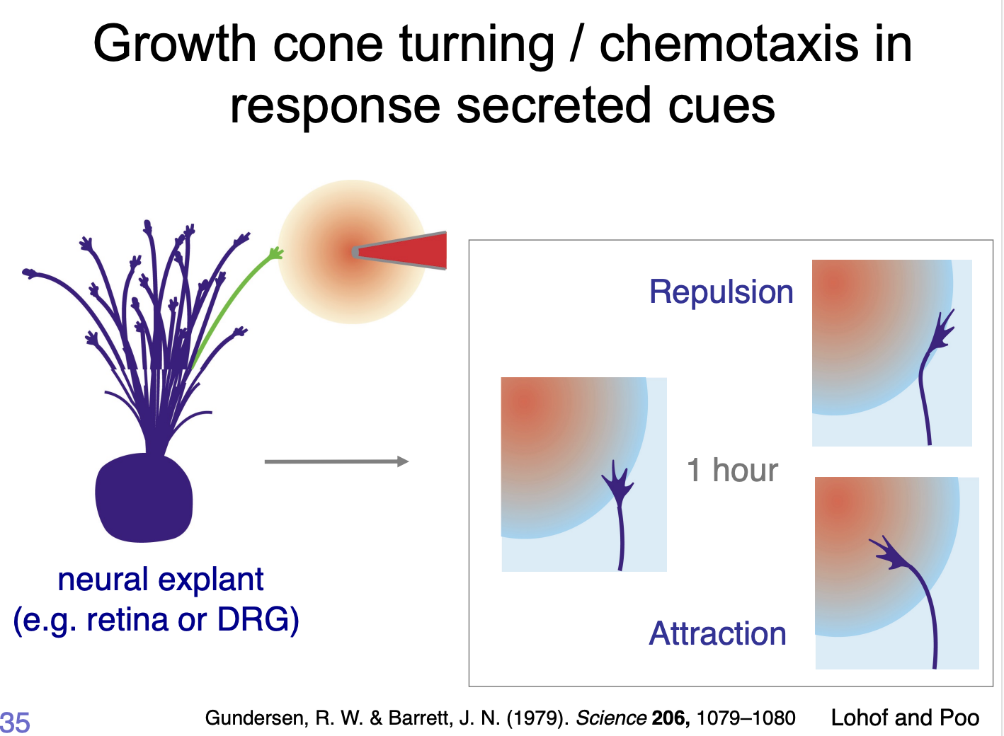 <ul><li><p>trigger an intracelular signalling cascade that modify the cytoskeletal dynamics</p></li><li><p>causing</p><ul><li><p>advance→ attractive</p></li><li><p>collapse/retraction→ repulsive cues</p></li></ul></li></ul><p></p>