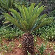 <ul><li><p>slow-growing but long-lived</p></li><li><p>distinguished by large ‘cone’ at apex of trunk</p></li><li><p>separate male and female plants: cones either produce pollen or ovules</p></li><li><p>motile sperm (40000 tails)</p></li><li><p>mostly tropical lineage now</p></li><li><p>dominated mesozoic</p></li></ul><p></p>