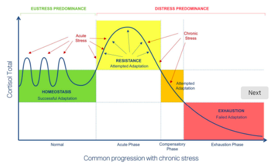 <ul><li><p>acute phase: after acute stress, there is resistance and attempted adaptation</p></li><li><p>compensatory phase: as chronic stress predominates, there is attempted adaptation</p></li><li><p>exhaustion phase: failed adaptation</p></li></ul><p></p>