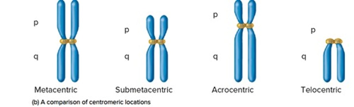 <p><strong>metacentric-</strong> centromere is near the middle</p><p><strong>submetacentric-</strong> the centromere is slightly off center</p><p><strong>acrocentric-</strong> the centromere significantly off center but not at the end</p><p><strong>telocentric-</strong> the centromere is at one end</p>