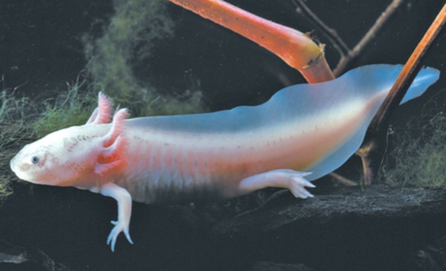 <p>-Paedomorphosis</p><p>-Retention of one or more larval traits in an otherwise metamorphosed adult</p>