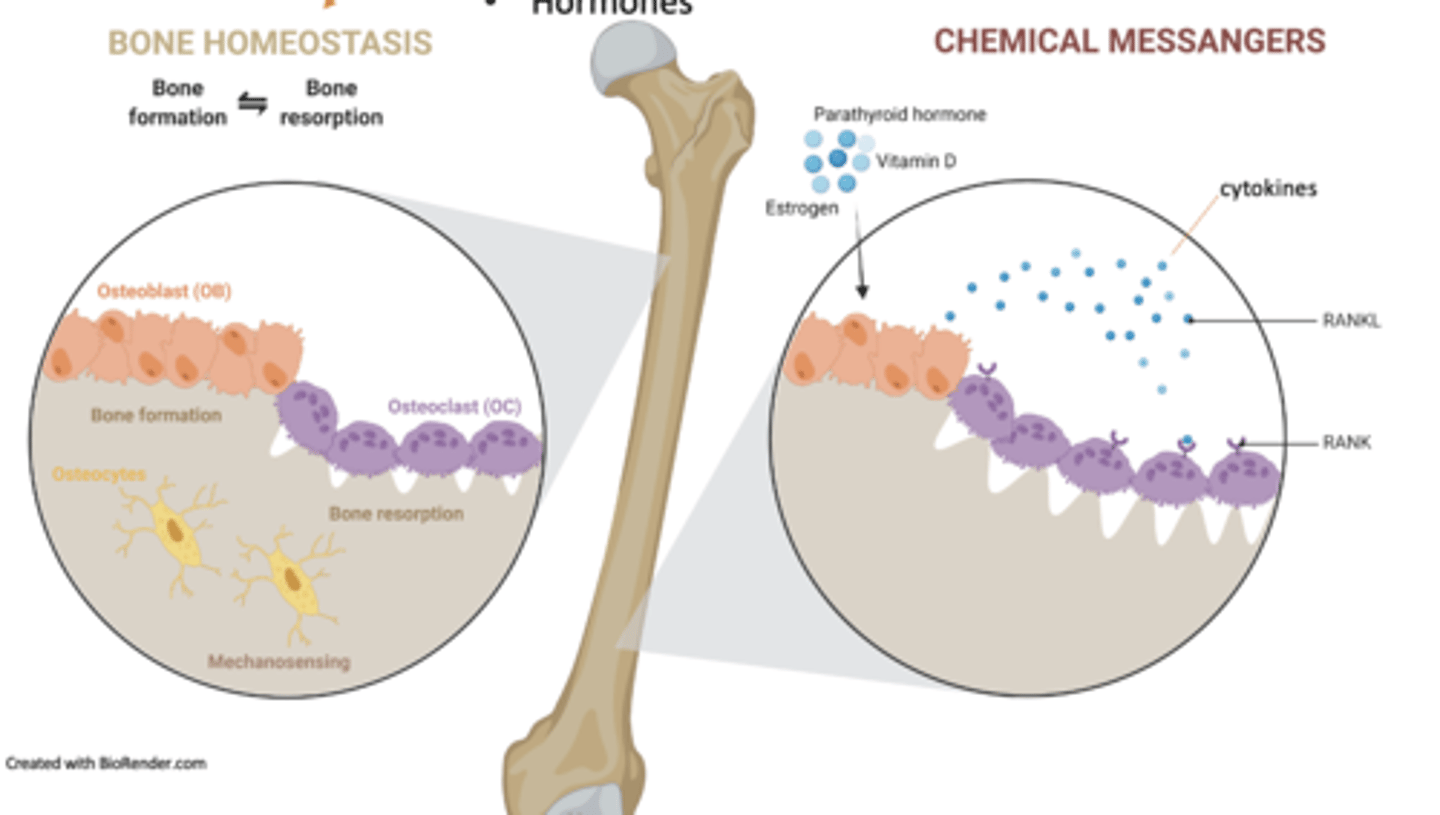 <p>what are the Major influences on bone homeostasis</p>