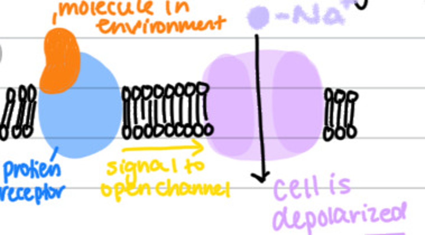 <p>respond to chemicals (smell and taste)</p>