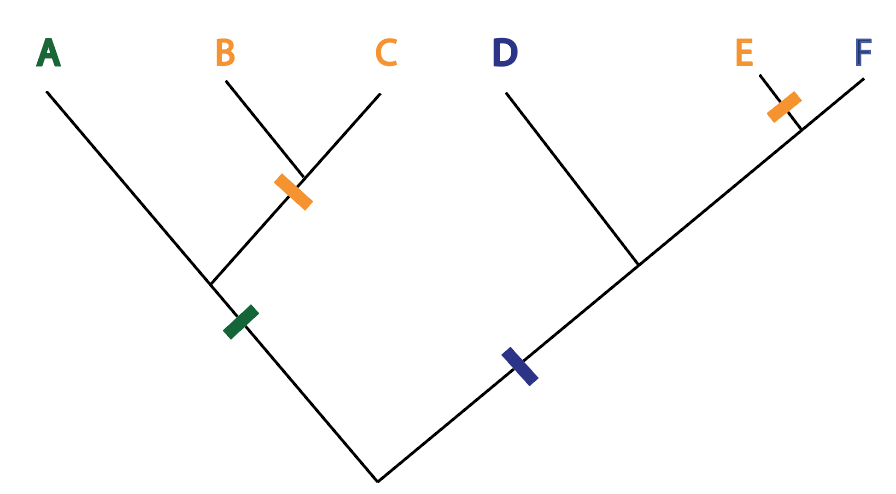 <p><span>In the phylogeny below, the trait in orange (B, C &amp; E) represents an example of:</span></p>