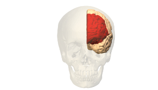 <p>Perfrontal cortex </p>