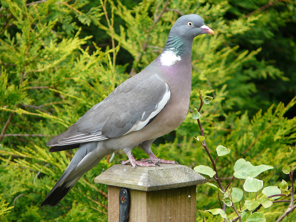 <p>Bird species.</p>