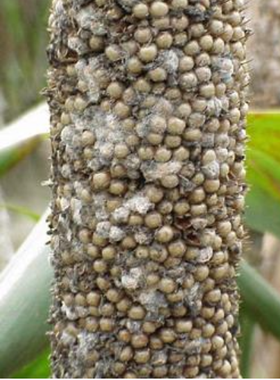 <p>secondary metabolites of fungi or mold that is harmful </p>