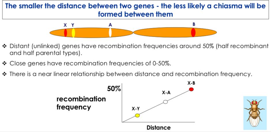 <p>Genes located on the same chromosome that tend to be inherited together. Closer on chromosome, more likely to be inherited together.</p>