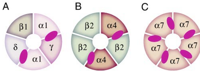 <ul><li><p>muscle type nAChRs (2<span>α </span>1<span>β </span>1<span>γ</span> 1<span>δ</span>)</p></li><li><p>neuronal type nAChRs (2α 3β) - hetero-oligomeric</p></li><li><p>neuronal type nAChRs (5α) - homo-oligomeric</p></li></ul><p></p>