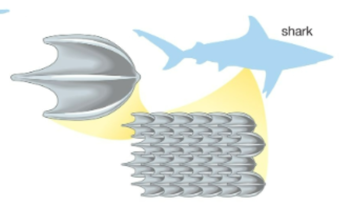<p>toothlike, being made of dentin with a pointed backward projection of enamel, as in sharks and rays</p>