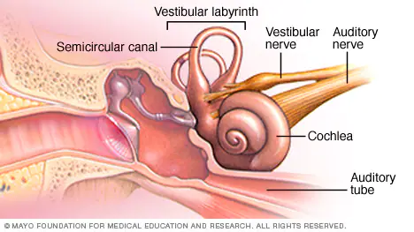 where is the cochlea located and what does it contain?