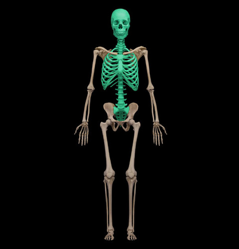 <p>Divided into 3 parts: skull, vertebral column, and thoracic cage</p>